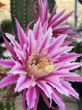 Akersia / Hildewintera hybrid - Babara Kellner